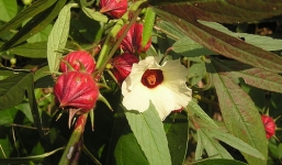 Thương lái Trung Quốc thu mua những thứ “lạ đời”